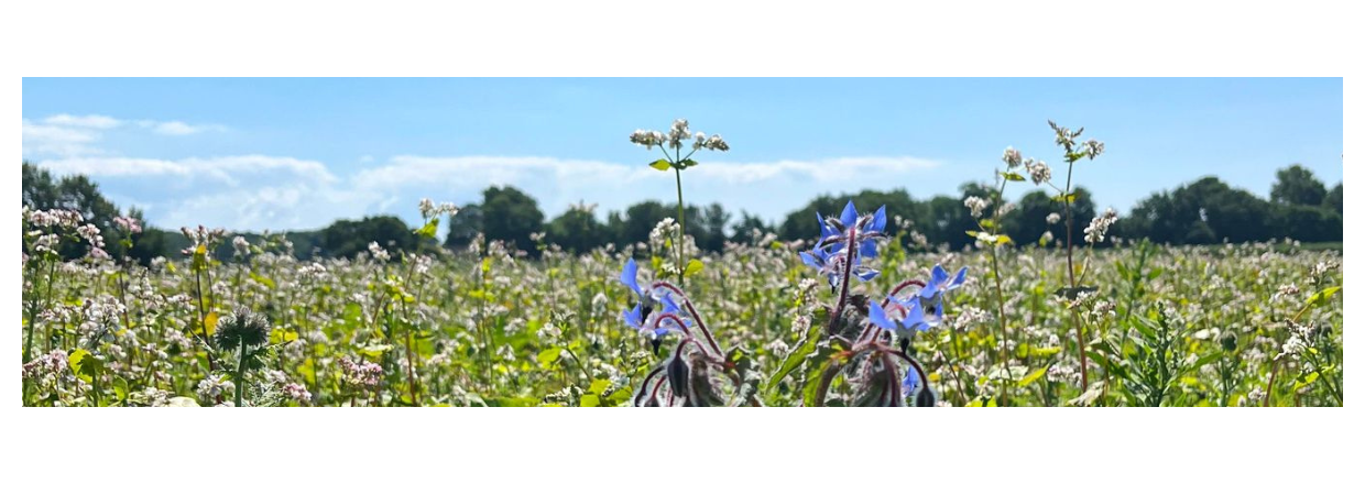 Blomstrende Sommerglde p Lundegaardens Marker