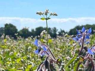 Blomstrende Sommerglæde på Lundegaardens Marker